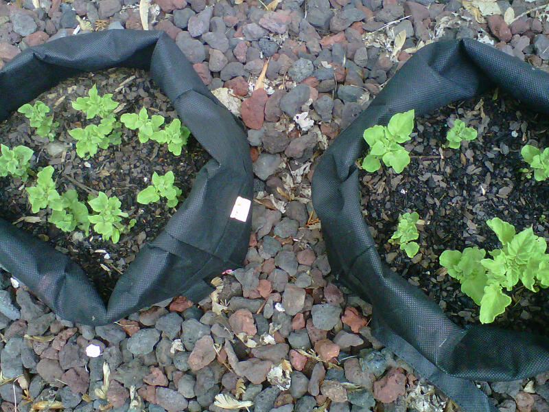 Use Reusable Grocery Bags to Grow Potatoes