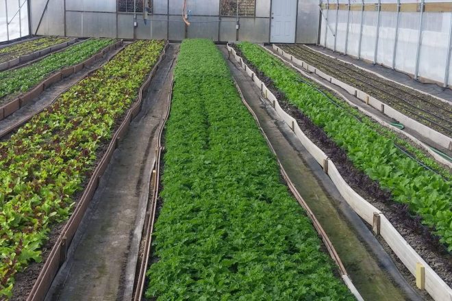 Iowa Food Coop is a year-round option for eating local. Just because the farmer’s market season has ended or your CSA is done doesn’t mean you have to stop eating local. Purchase meat, greens, milk, vegetables, and more through IFC all winter long. (Pictured: Greenhouses of Lee's Greens)